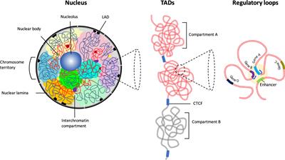 Frontiers | Spatial Organization Of Chromatin: Transcriptional Control ...